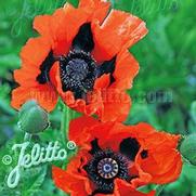 Papaver orientale 'Crimson Red' Papaver orientale 'Crimson Red'
