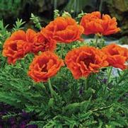 Papaver orientale 'Orange Scarlet'