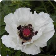 Papaver orientale 'Royal Wedding'