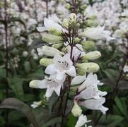 Penstemon digitalis 'Husker Red'