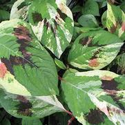 Persicaria virginiana 'Painter's Palette' Persicaria virginiana 'Painter's Palette'
