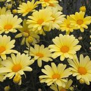 Argyranthemum frutescens 'Butterfly' Argyranthemum frutescens 'Butterfly'