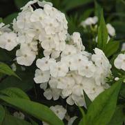 Phlox paniculata 'David' Phlox paniculata 'David'