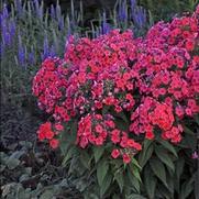 Phlox paniculata 'Flame Coral' Phlox paniculata 'Flame Coral'