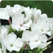 Phlox paniculata 'Flame White Eye' Phlox paniculata 'Flame White Eye'