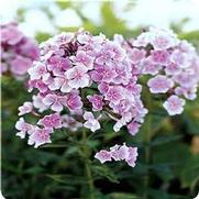 Phlox paniculata 'Franz Schubert'