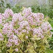 Phlox paniculata 'Nora Leigh' Phlox paniculata 'Nora Leigh'