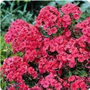 Phlox paniculata 'Orange Perfection' Phlox paniculata 'Orange Perfection'