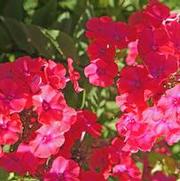 Phlox paniculata 'Starfire'