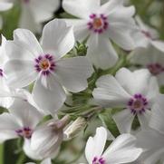 Phlox subulata 'Amazing Grace' Phlox subulata 'Amazing Grace'