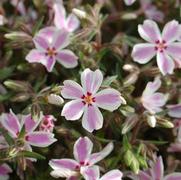 Phlox subulata 'Candy Stripe'