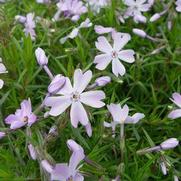 Phlox subulata 'Emerald Blue'