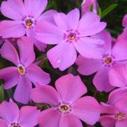 Phlox subulata 'Emerald Pink'