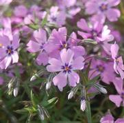 Phlox subulata 'Purple Beauty'