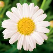 Argyranthemum frutescens 'Sassy White'