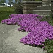 Phlox subulata 'Red Wing' Phlox subulata 'Red Wing'