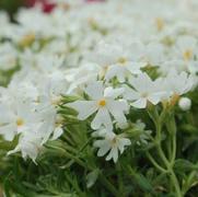 Phlox subulata 'Snowflakes'