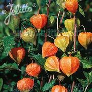 Physalis alkekengi 'Franchetti' Physalis alkekengi 'Franchetti'