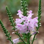 Physostegia virginiana 'Rose'