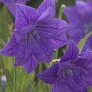Platycodon grandiflorus 'Double Blue' Platycodon grandiflorus 'Double Blue'