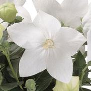 Platycodon grandiflorus 'Florist White'