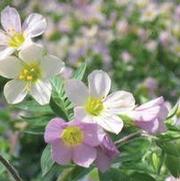 Polemonium caeruleum 'Apricot Delight'