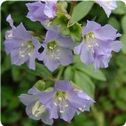 Polemonium caeruleum 'Blue Pearl' Polemonium caeruleum 'Blue Pearl'