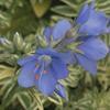 Polemonium caeruleum 'Brise D'anjou' Polemonium caeruleum 'Brise D'anjou'