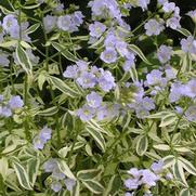 Polemonium reptans 'Stairway to Heaven' Polemonium reptans 'Stairway to Heaven'