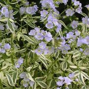 Polemonium reptans 'Stairway to Heaven'