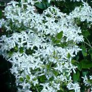 Polygonum fallopia 'Aubertii'