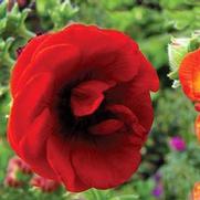 Potentilla atrosanguinea 'Fireball'