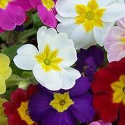 Primula polyanthus 'Pacific Giants Mix'