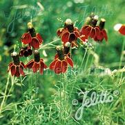 Ratibida columnifera 'Red' Ratibida columnifera 'Red'