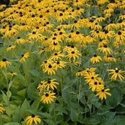 Rudbeckia fulgida 'Goldstrum' Rudbeckia fulgida 'Goldstrum'