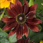 Rudbeckia hirta 'Cherry Brandy'