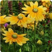 Rudbeckia hirta 'Irish Eyes'