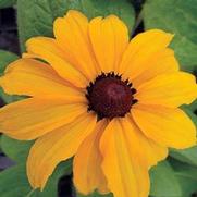 Rudbeckia hirta 'Marmalade'