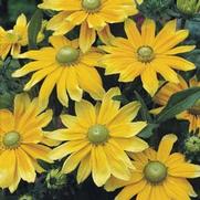 Rudbeckia hirta 'Prairie Sun' Rudbeckia hirta 'Prairie Sun'
