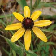 Rudbeckia hirta 'Native' Rudbeckia hirta 'Native'