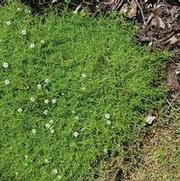 Sagina subulata 'Aurea' Sagina subulata 'Aurea'