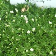 Sagina subulata 'Irish Moss'