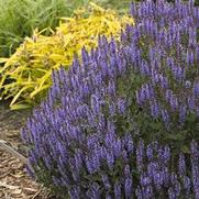 Salvia nemorosa 'Blue Hills'