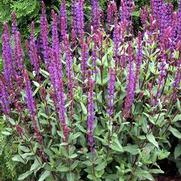 Salvia nemorosa 'Cardonna' Salvia nemorosa 'Cardonna'