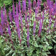 Salvia nemorosa 'Cardonna'