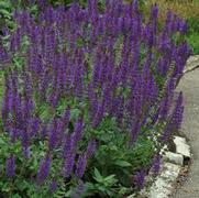 Salvia nemorosa 'May Night'