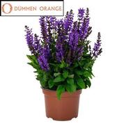 Salvia nemorosa 'Noble Knight'