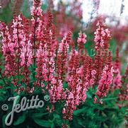 Salvia nemorosa 'Rosenwein' Salvia nemorosa 'Rosenwein'