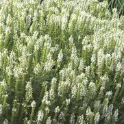 Salvia nemorosa 'Snow Hill'