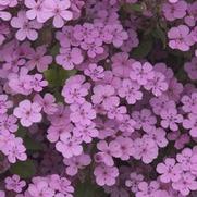 Saponaria ocymoides Saponaria ocymoides